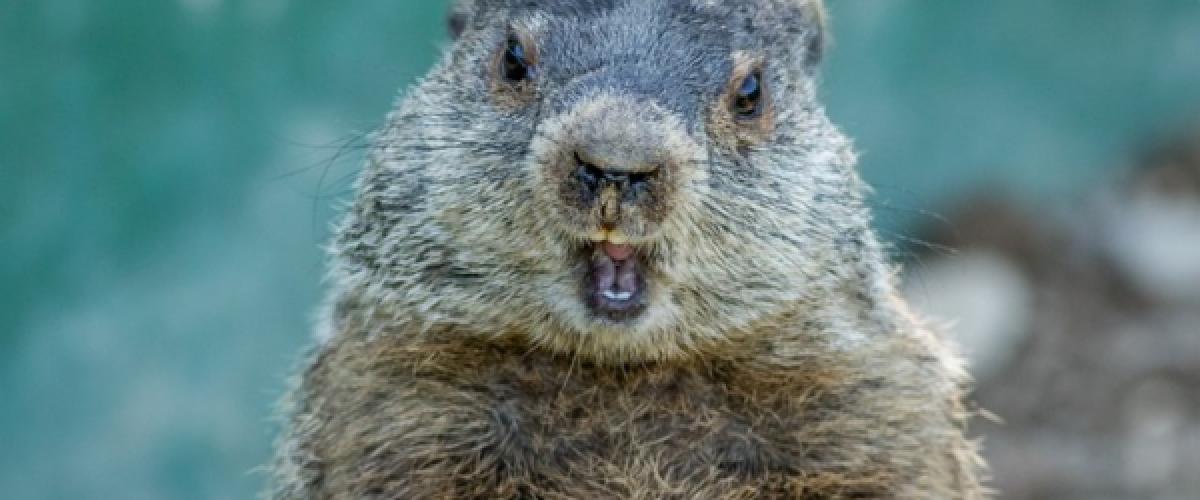 Photo of a groundhog looking surprised