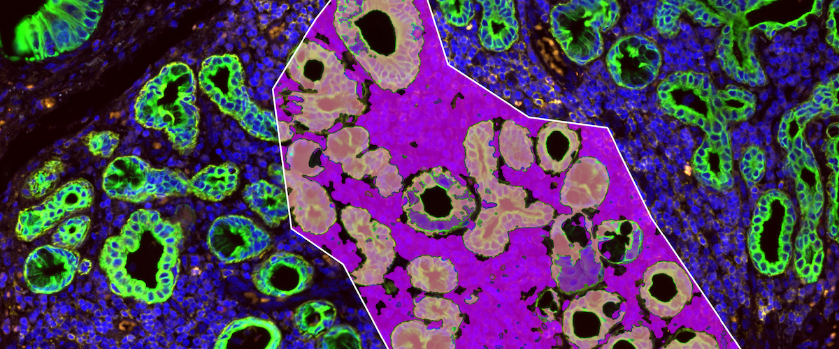 Colorful cells