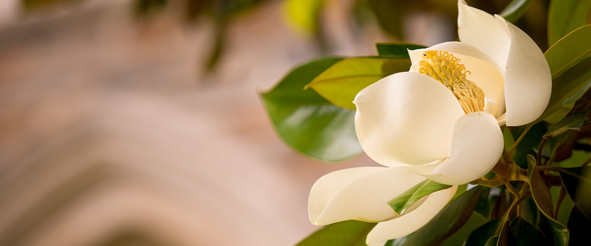 Southern Magnolia Bloom 