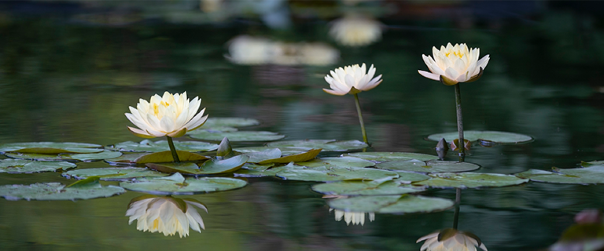 Water lily blooms in the pond in the Duke gardens