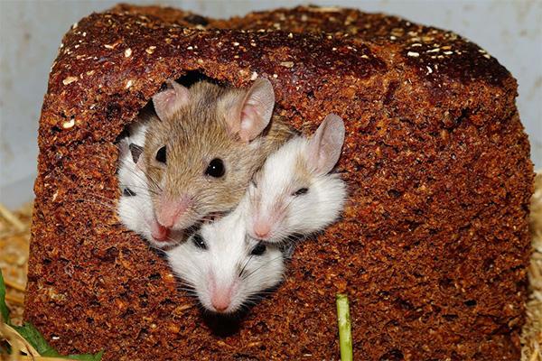 Four mice squeezing out of a hole in a loaf of brown bread 