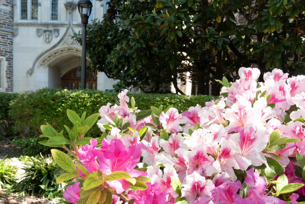 pink and white flowers in foreground, building in the background