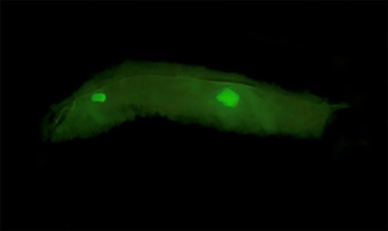 A translucent fruit fly larvae glows where a green fluorescent protein (GFP) is being expressed by codons that are rare in the fly genome. Only two tissues, the brain (left) and testis (right) are capable of expressing this version of GFP. (Fox Lab, Duke)