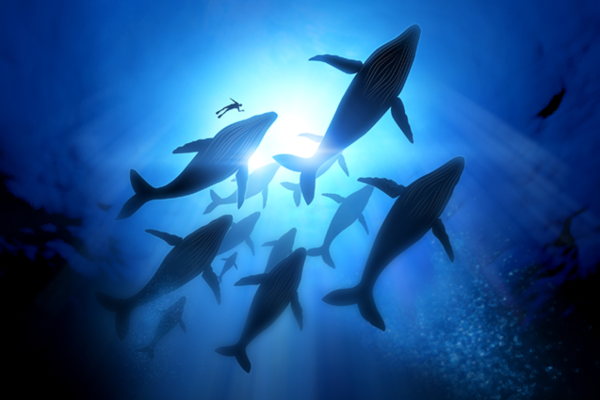 underwater view of a diver swimming with a pod of whales