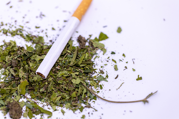 Cigarette on a pile of dried cannabis leaves