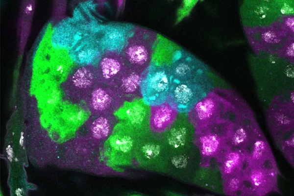 Papillae cells in Drosophila melanogaster