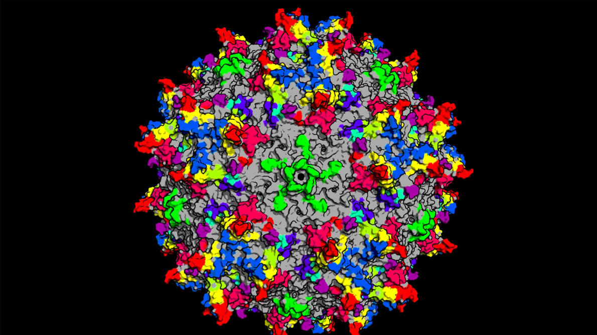 Graphic Rendering of immune cells