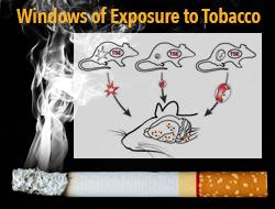 Animal Study Shows Harmful Effects of Secondhand Smoke Even Before