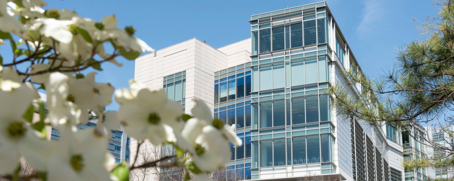 Front of the Trent Semans Center with dogwood blooms in the foreground.