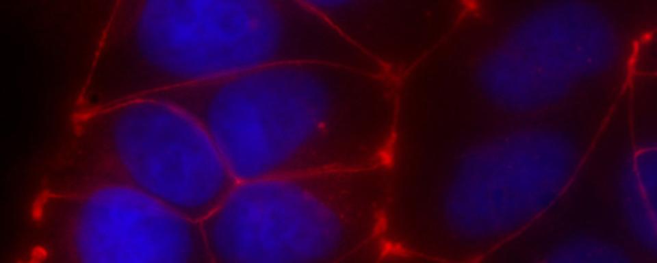 Microscopic view of cells