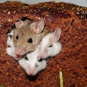 Four mice squeezing out of a hole in a loaf of brown bread 