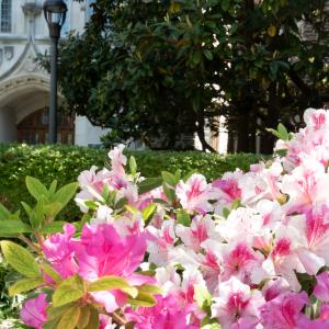 pink and white flowers in foreground, building in the background