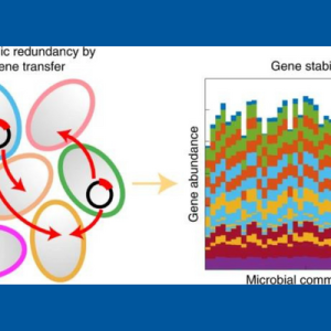 two graphics showing how dynamic redundancy by gene transfer leads to gene stability in microbial communities