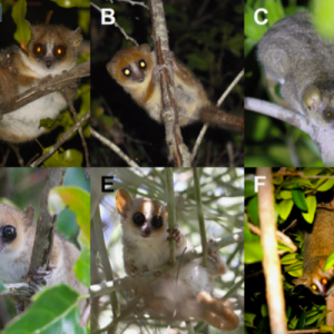 grid with 6 different types of lemurs