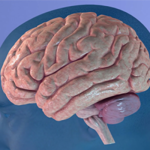 brain inside the rendering of a human head