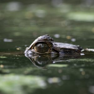 only the caiman eyes and nose visible as it floats in a pond