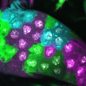 Papillae cells in Drosophila melanogaster