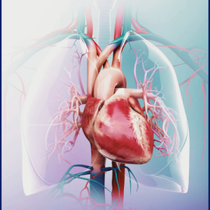 artistic view of human heart