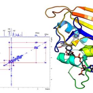 Chiral Protein