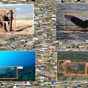 elephant, whale tale, sea turtle, zebra