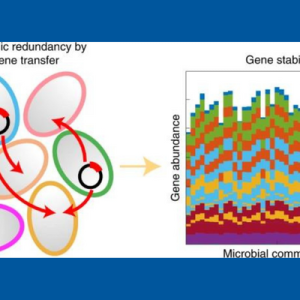 dynamic redundancy by gene transfer and gene stability