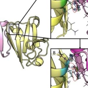 protein ribbon diagram