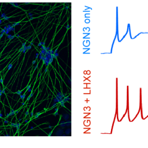 growth of stem cells