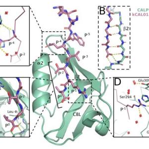 ribbon drawings of protein