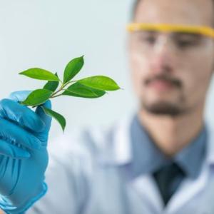 A scientist wearing a white coat and goggles examines a plant specimen