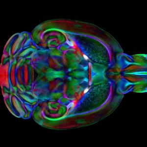 An image of the mouse brain from the Duke Mouse Brain Atlas