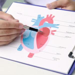 A provider points out chambers of the heart on an illustration