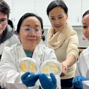 Thuy Le and her lab team examine a pair of Petri dishes